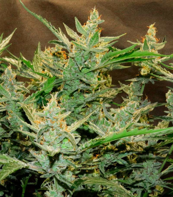 Flash Babylon auto (Samsara Seeds) семена конопли — изображение 2