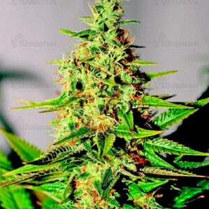 Acapulco Gold (Barney's Farm) семена конопли