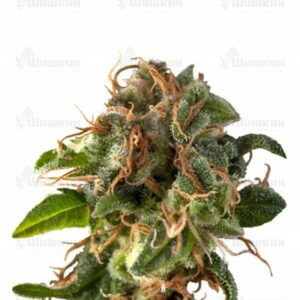 Auto Fresh Candy (Pyramid Seeds) семена конопли