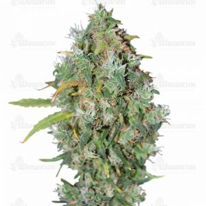 Burmese Kush семена конопли