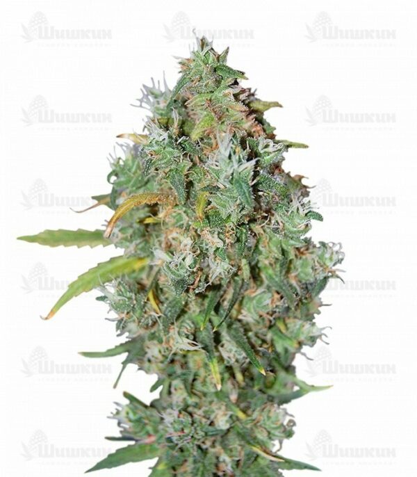 CBD Auto Charlotte’s Angel (Dutch Passion)