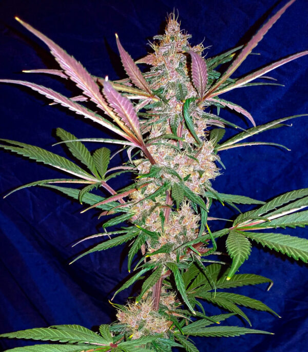 C4 auto fem (FastBuds) семена конопли — изображение 3
