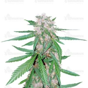 C4 auto fem (FastBuds) семена конопли