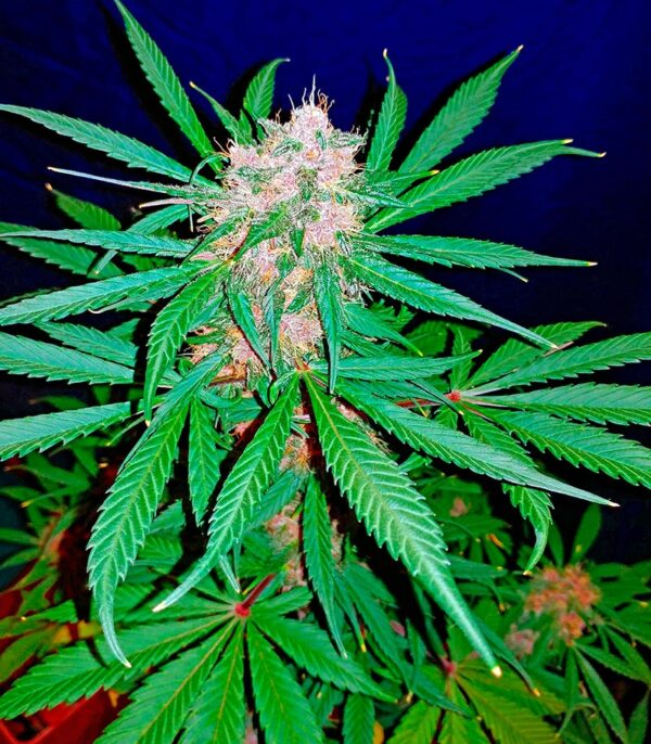 C4 auto fem (FastBuds) семена конопли — изображение 4