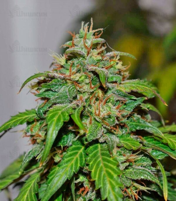 Californian Snow Auto (FastBuds) — изображение 3