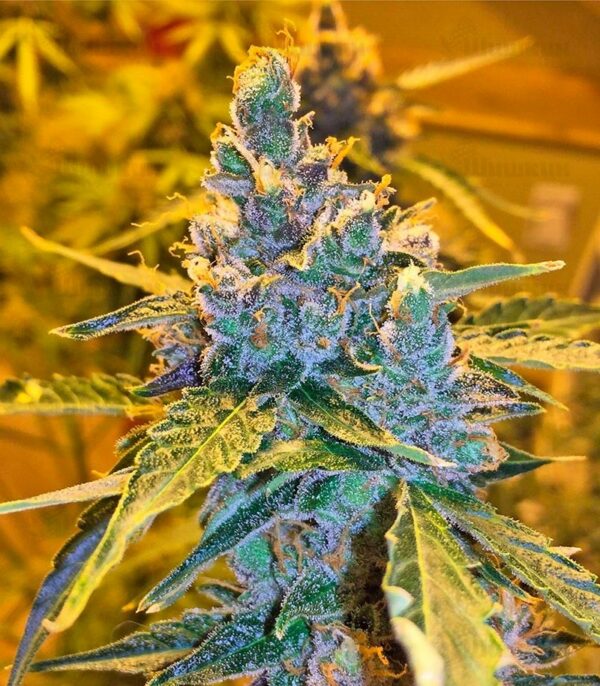 Californian Snow Auto (FastBuds) — изображение 2