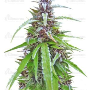Easy Sativa (Female Seeds) семена конопли