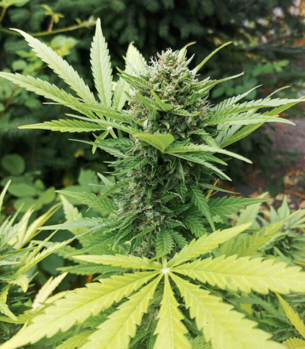 Gelato Auto (FastBuds) семена конопли — изображение 8
