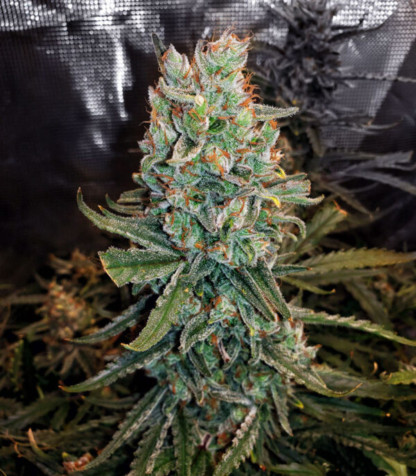 Gelato Auto (FastBuds) семена конопли — изображение 4