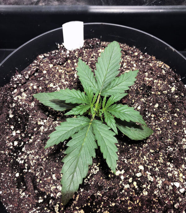 Gelato Auto (FastBuds) семена конопли — изображение 3