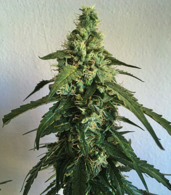 Gelato Auto (FastBuds) семена конопли — изображение 9