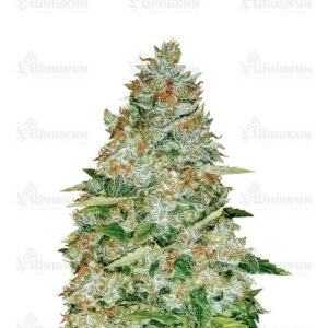 Gorilla Glue (Monster Genetics) семена конопли