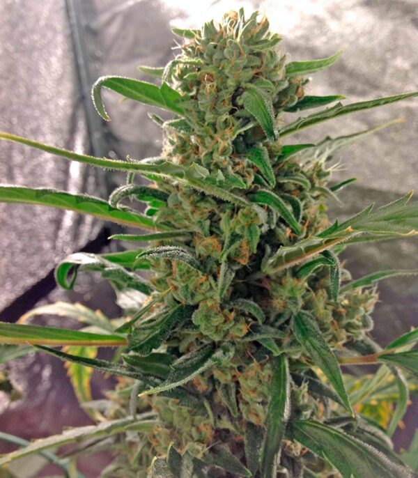 Green Crack auto (FastBuds) семена конопли — изображение 3