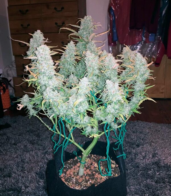 Green Crack auto (FastBuds) семена конопли — изображение 5