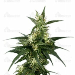 Neville's Haze (GHS) семена конопли