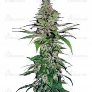 Northern Lights (Pyramid Seeds) семена конопли