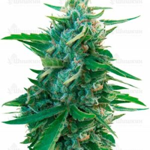 Sugar Black Rose Early Version (Delicious Seeds) семена конопли