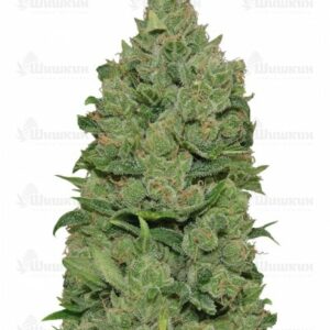 Top Dawg (Barney's Farm) семена конопли