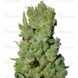 West Coast O.G. auto fem (FastBuds) семена конопли