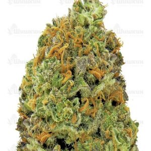 Sugar Gom auto