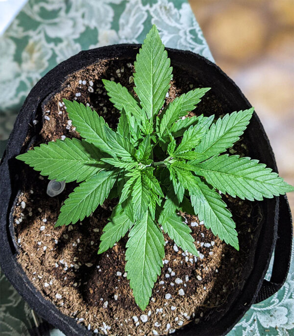 Gelato Auto (FastBuds) семена конопли — изображение 5