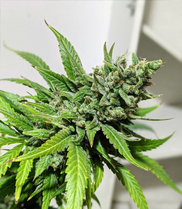 Gelato Auto (FastBuds) семена конопли — изображение 7