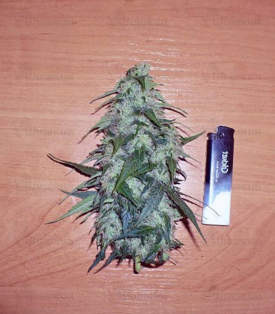 Himalaya Gold (GHS) семена конопли — изображение 2
