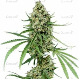 Critical + (Dinafem Seeds) семена конопли