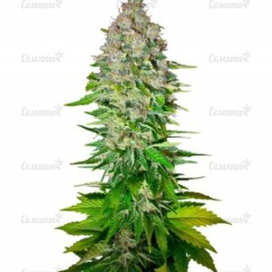 Jack 47 F1 Fast Version (Sweet Seeds) семена конопли