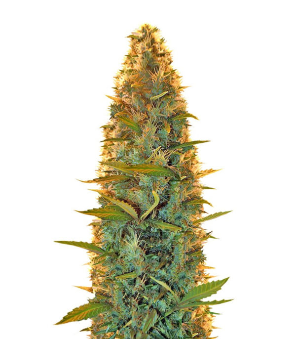 Lowryder auto regular (Doctor’s Choiсe)