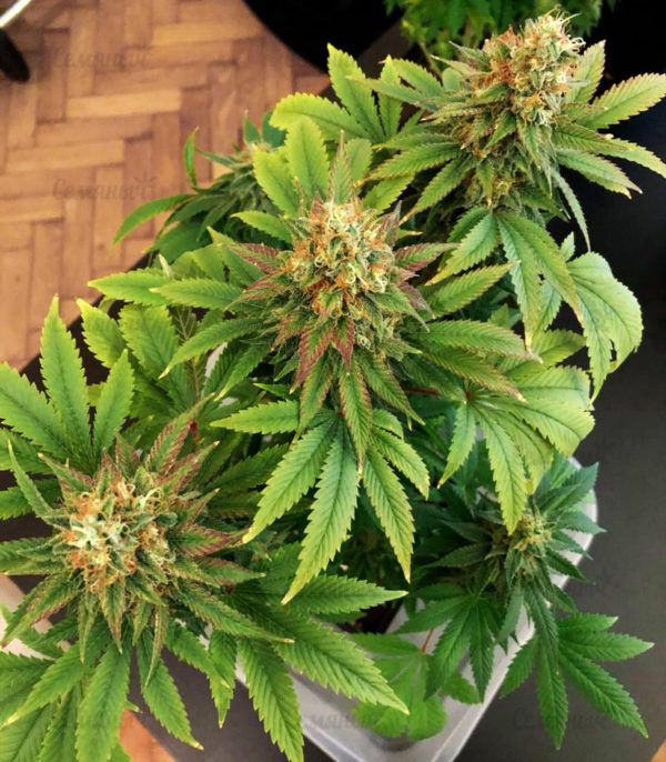 Blue Kush Berry (Paradise Seeds) — изображение 4