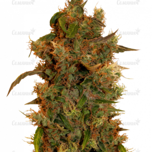 8 Ball Kush (Barney's Farm)