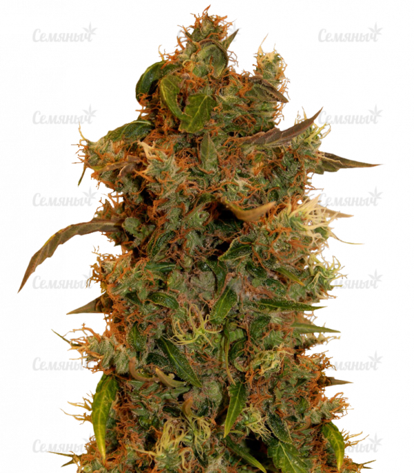 8 Ball Kush (Barney's Farm)