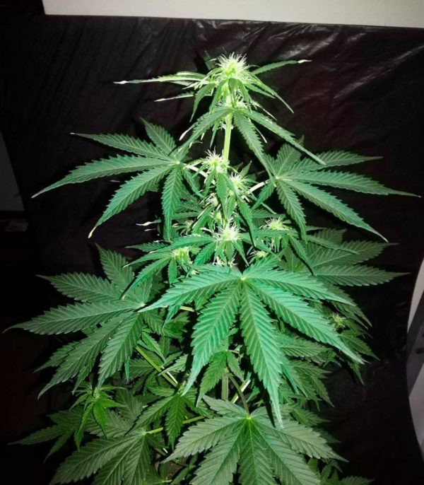 Northern Delights Auto (VIP seeds) — изображение 5