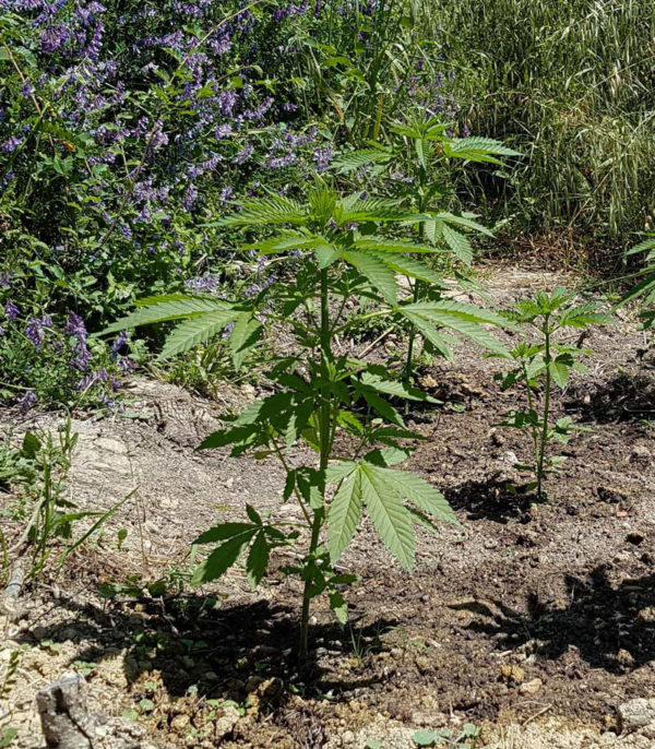 Blue Kush Berry (Paradise Seeds) — изображение 5