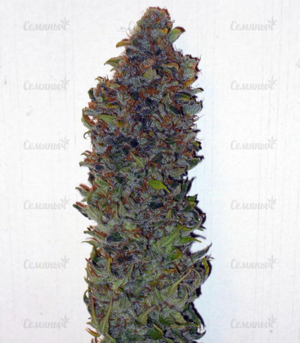 8 Ball Kush (Barney's Farm) — изображение 4