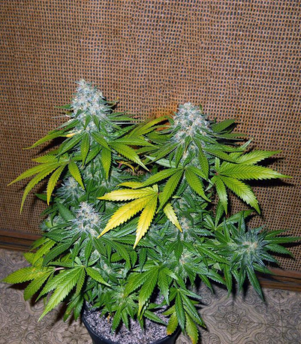 8 Ball Kush (Barney's Farm) — изображение 2