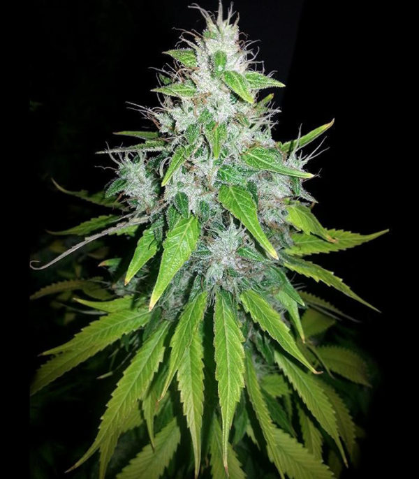 8 Ball Kush (Barney's Farm) — изображение 3