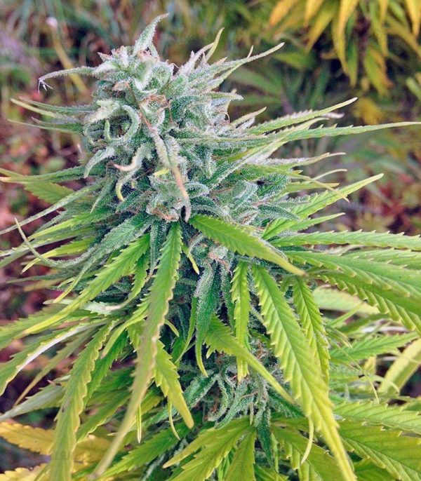Durban Poison regular (Dutch Passion) — изображение 3