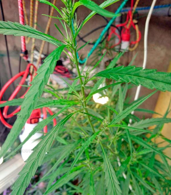 Lithium OG Kush (Nirvana Seeds) — изображение 5