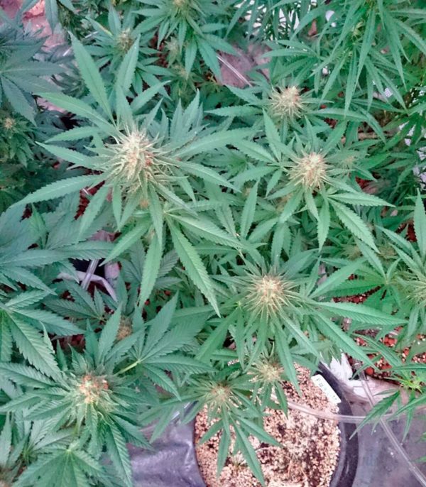 Lithium OG Kush (Nirvana Seeds) — изображение 6