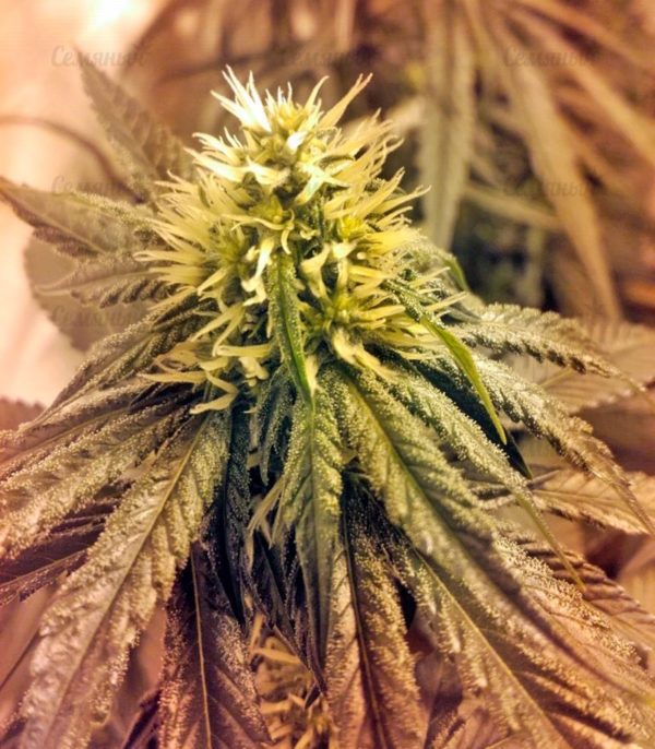 Lithium OG Kush (Nirvana Seeds) — изображение 7