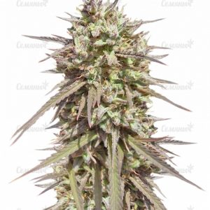 Purple Maroc (Female Seeds)
