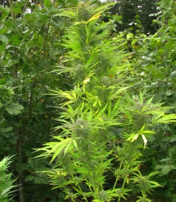 Purple Maroc (Female Seeds) — изображение 4