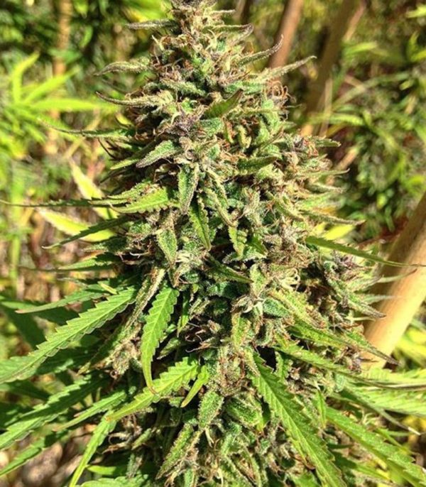 Purple Maroc (Female Seeds) — изображение 6