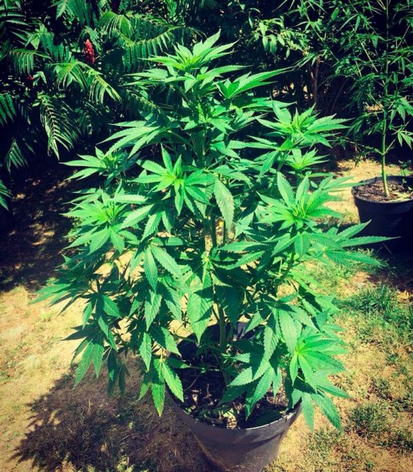 Sumo's OG Kush (Sumo Seeds) — изображение 4