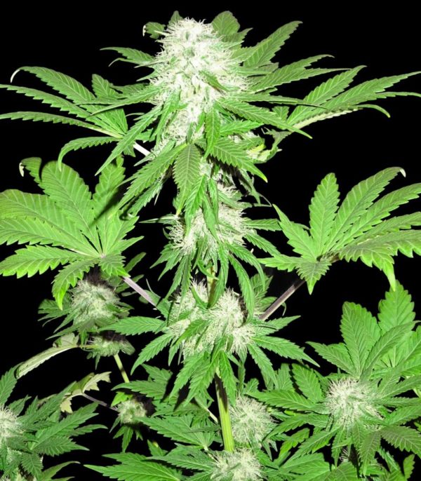 Sumo's OG Kush (Sumo Seeds) — изображение 5