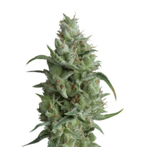 Super OG Kush (Pyramid Seeds)