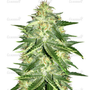 Lemon AK auto (FastBuds)