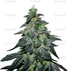 Golosa (Delicious Seeds)
